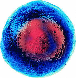 A single stem cell rendered in blue and red